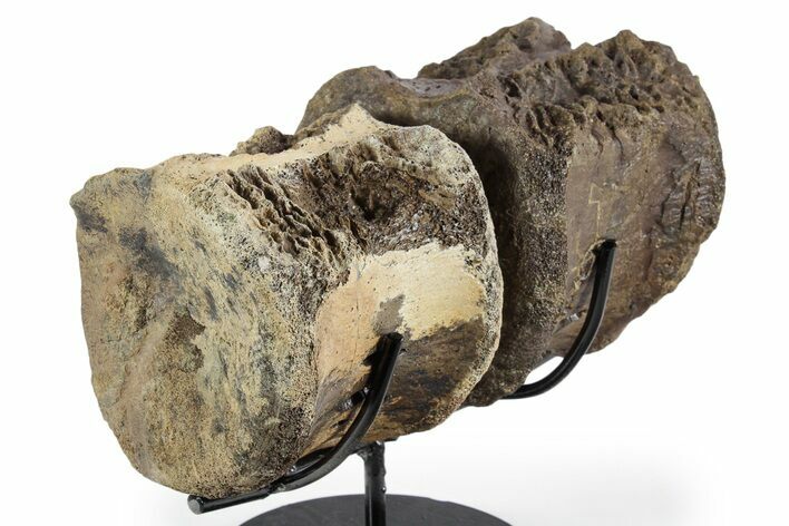 Pair of Hadrosaur (Brachylophosaurus?) Vertebrae - Montana #353483